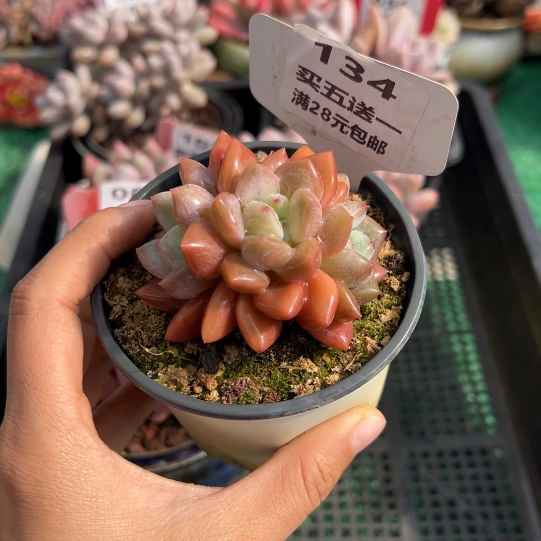 表妹精品多肉植物