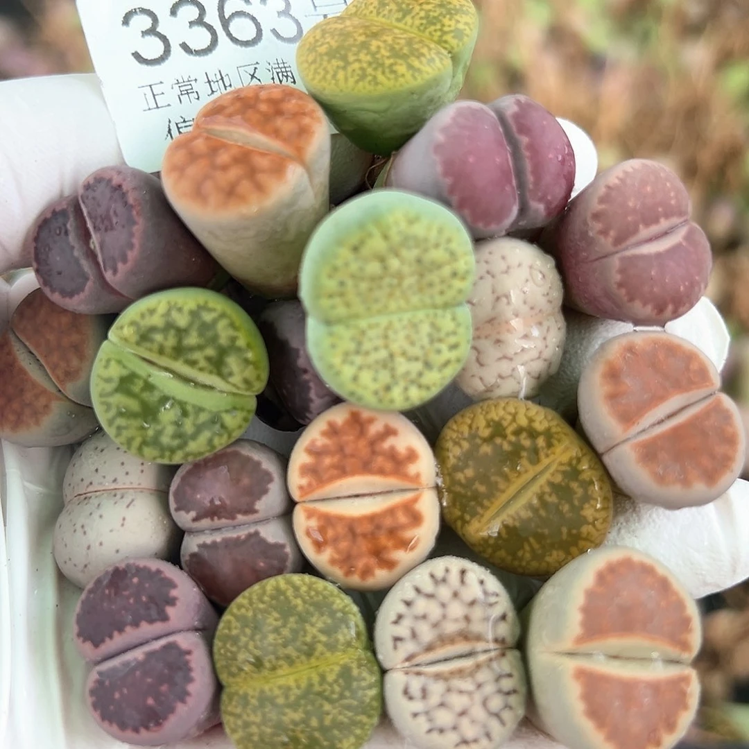 3363 好养易活生石花大母本19个