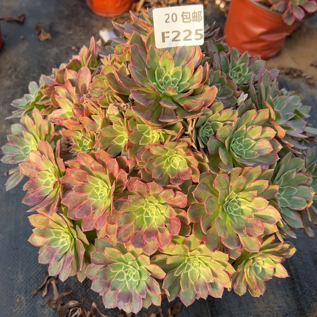 225莲花，多肉法师