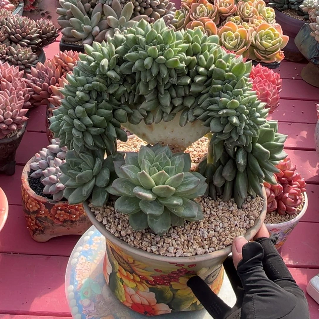 绿橙树缀一物一拍