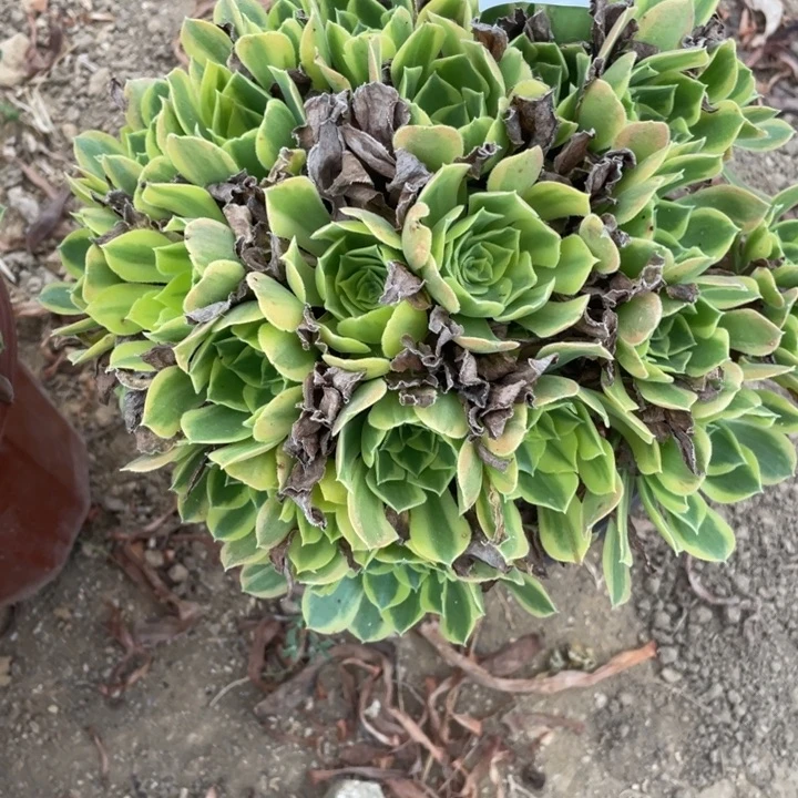 无花朵524多肉植物青萌