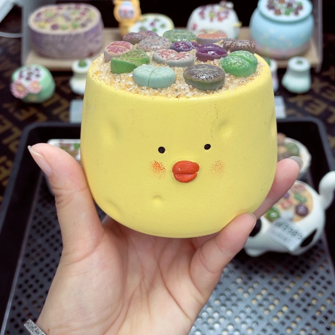w3994 带盆土发货一物一拍