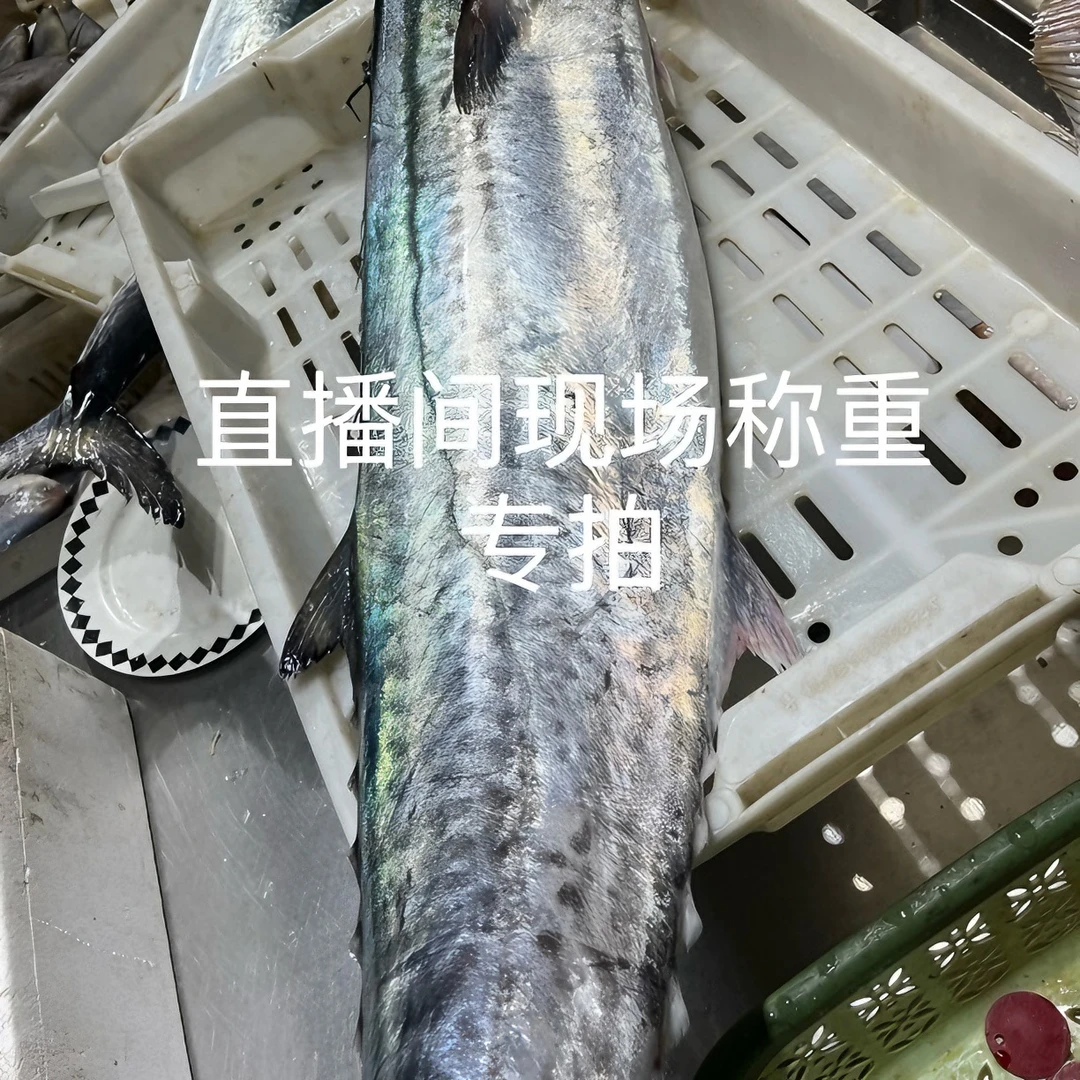 （孙娟海鲜）青岛当地海鲜直播间现称（直播间称重重量为准）进库不退