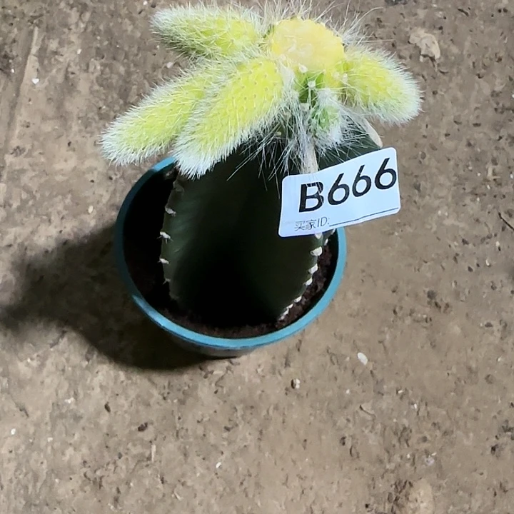 茉*嫁接九尾狐锦666