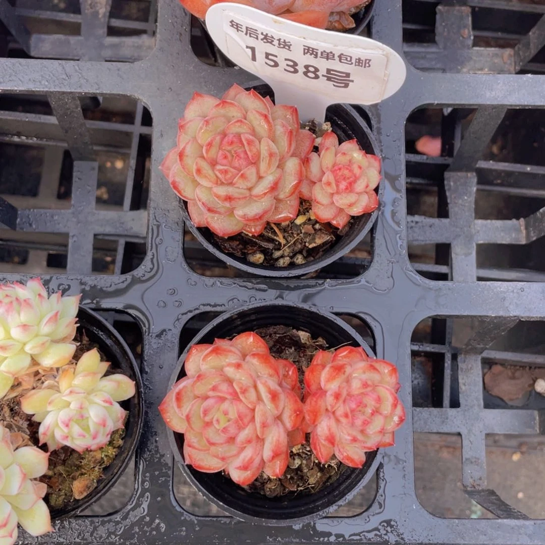 1538号金雀双头一个