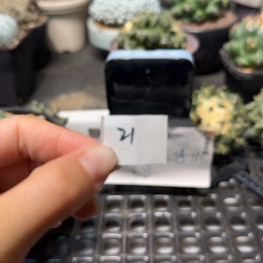 你***累实生仙人球特价一颗