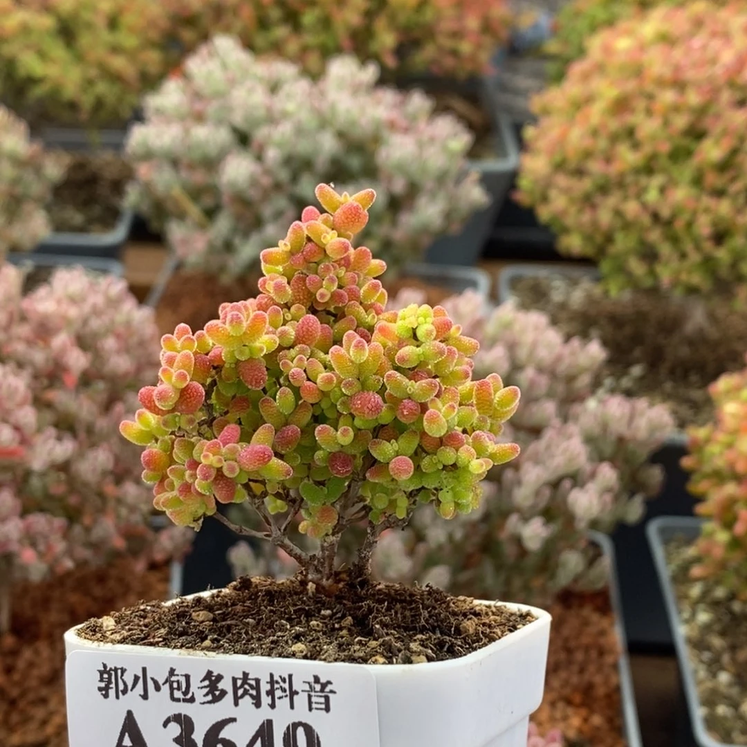 蜜橘糖球3649枝干番杏