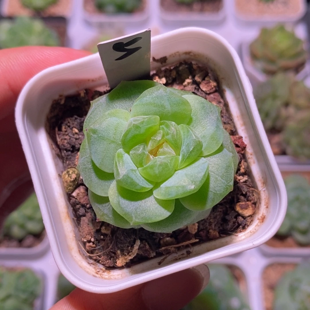 珍妮糖心，多肉植物