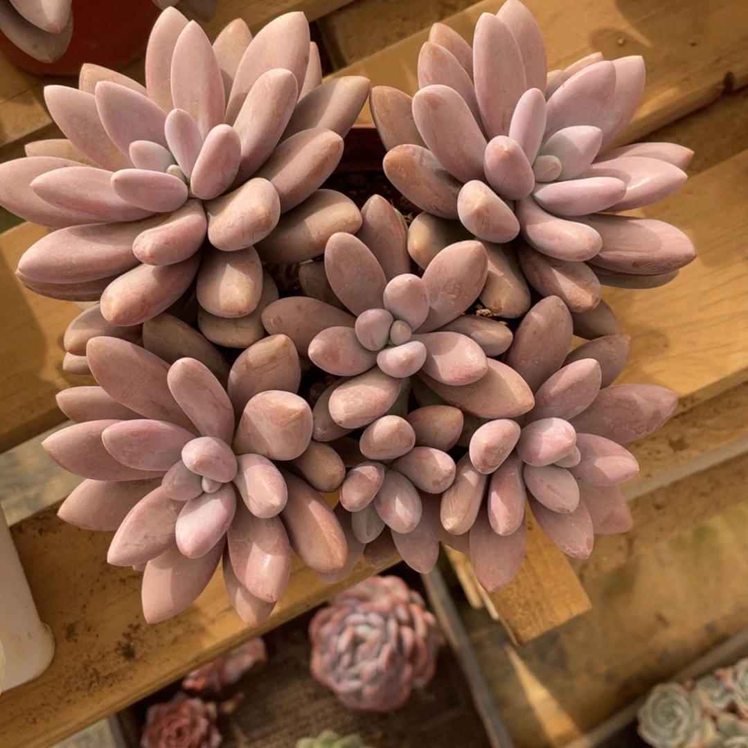 原始虞美人冠幅18 公分一物一拍