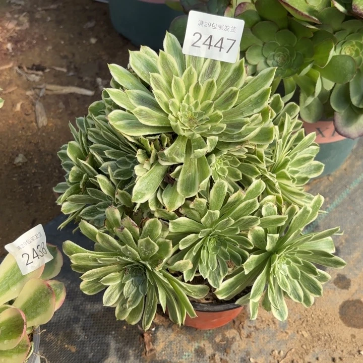 碧浪多肉法师2447