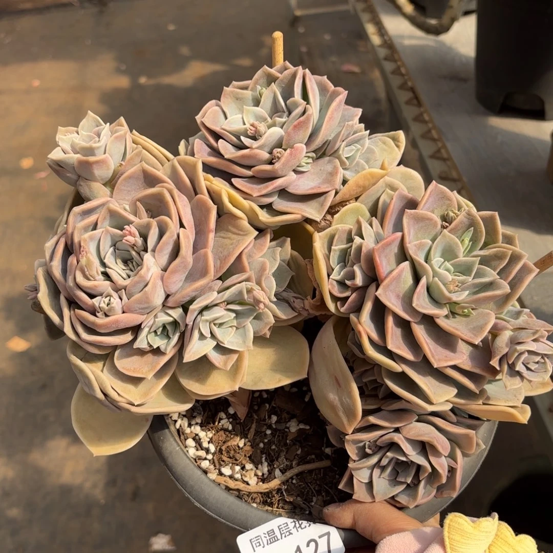 同温层多肉哈利127