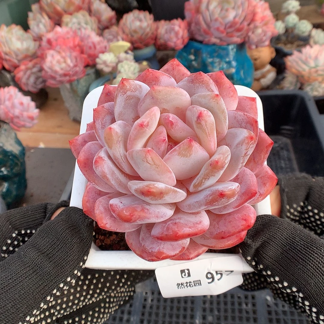 957韩橙多肉植物6666