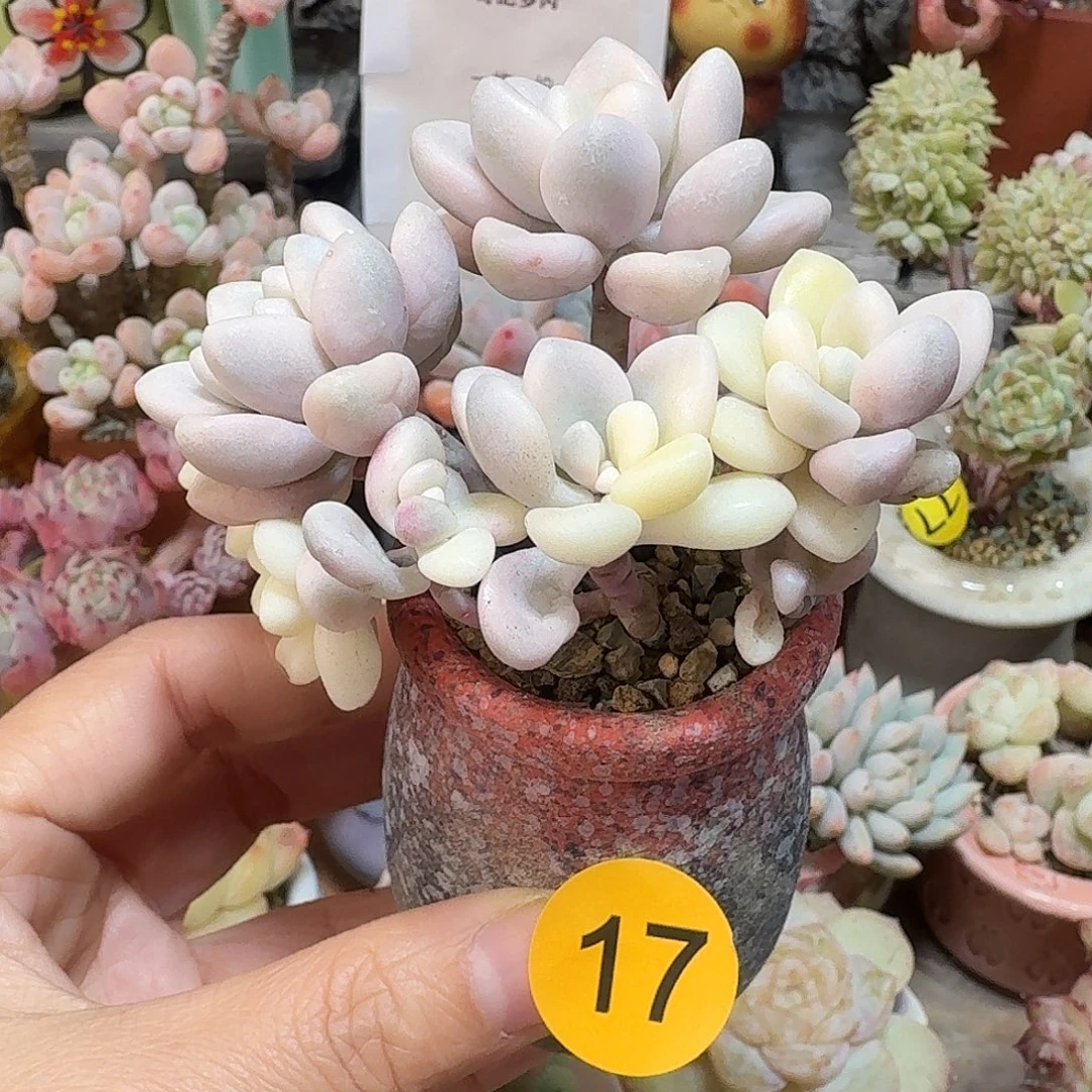 17 多肉含盆土 30元包邮非偏远