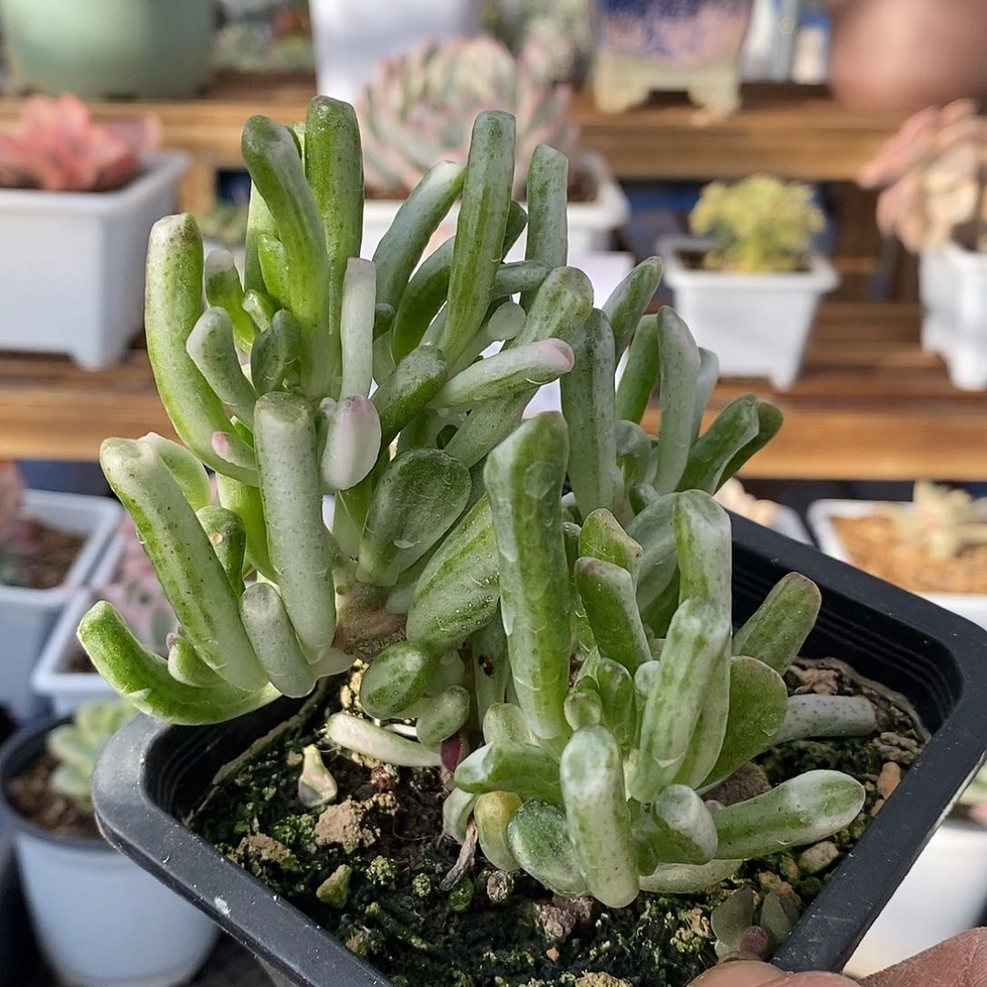 2740 吸财树锦群