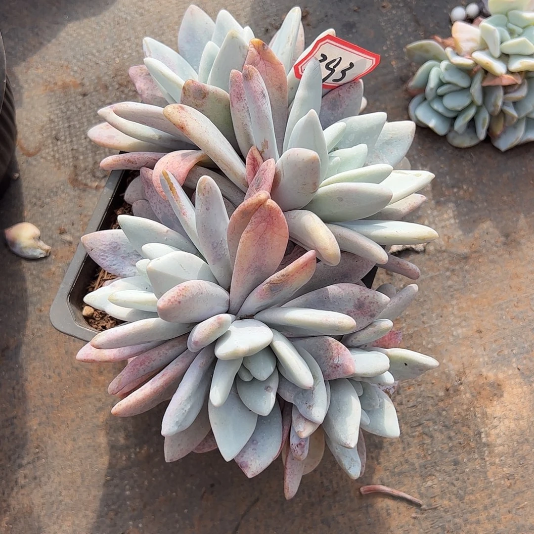 393粉兔大群，一物一拍