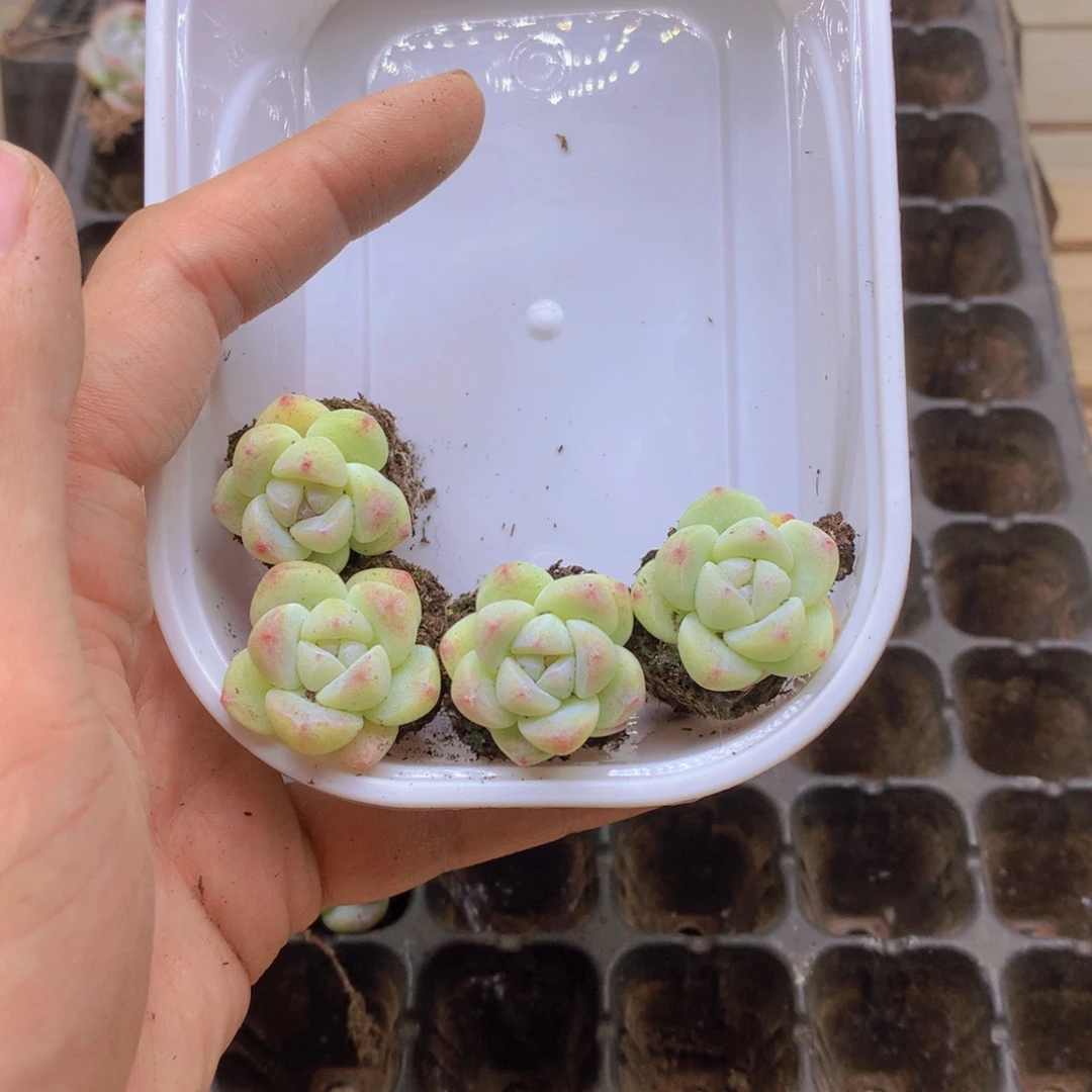 明***好我要去看你了啊我的023