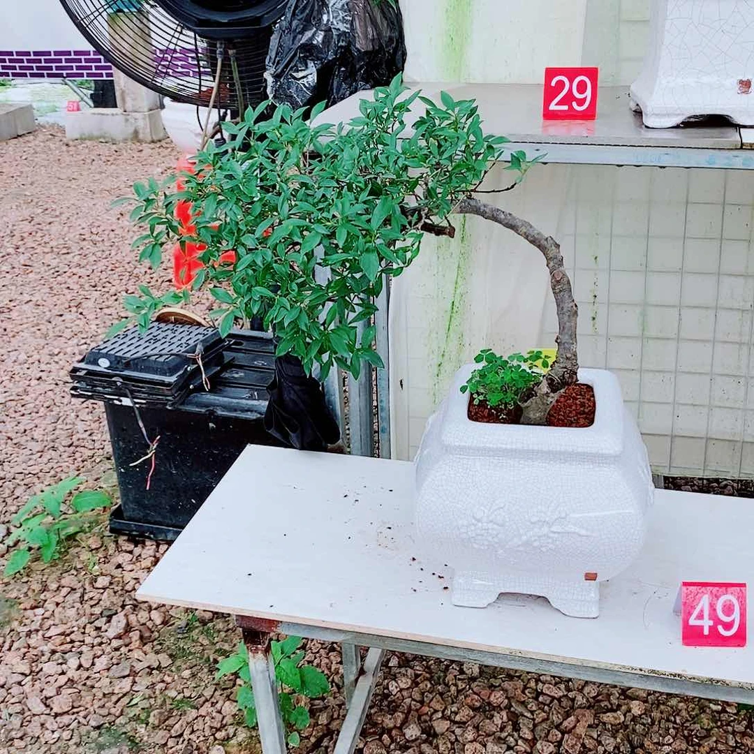 柳叶栀子花一物一拍