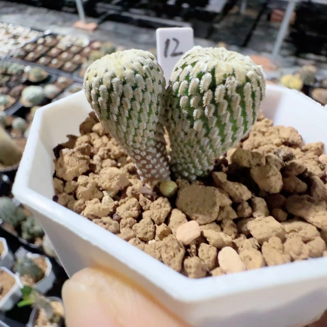 实生精巧殿脱土发货