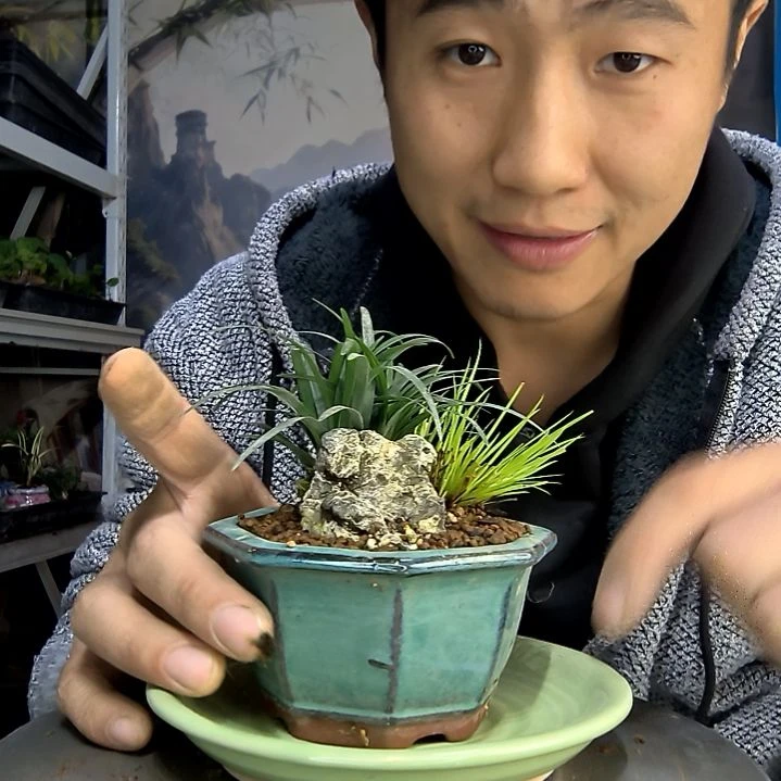 d*中青园艺一物一拍220