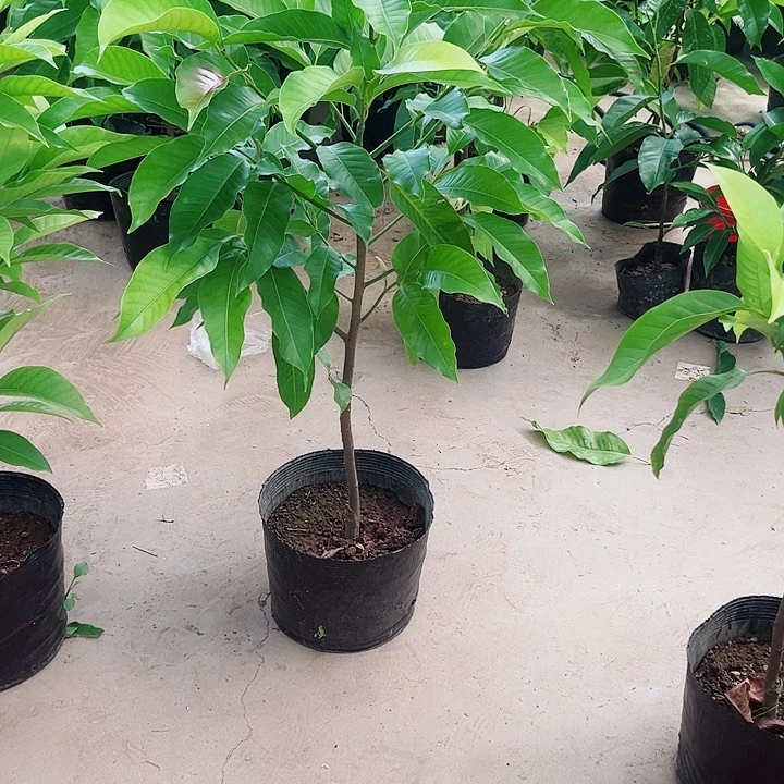 无花朵白兰花是真的好看