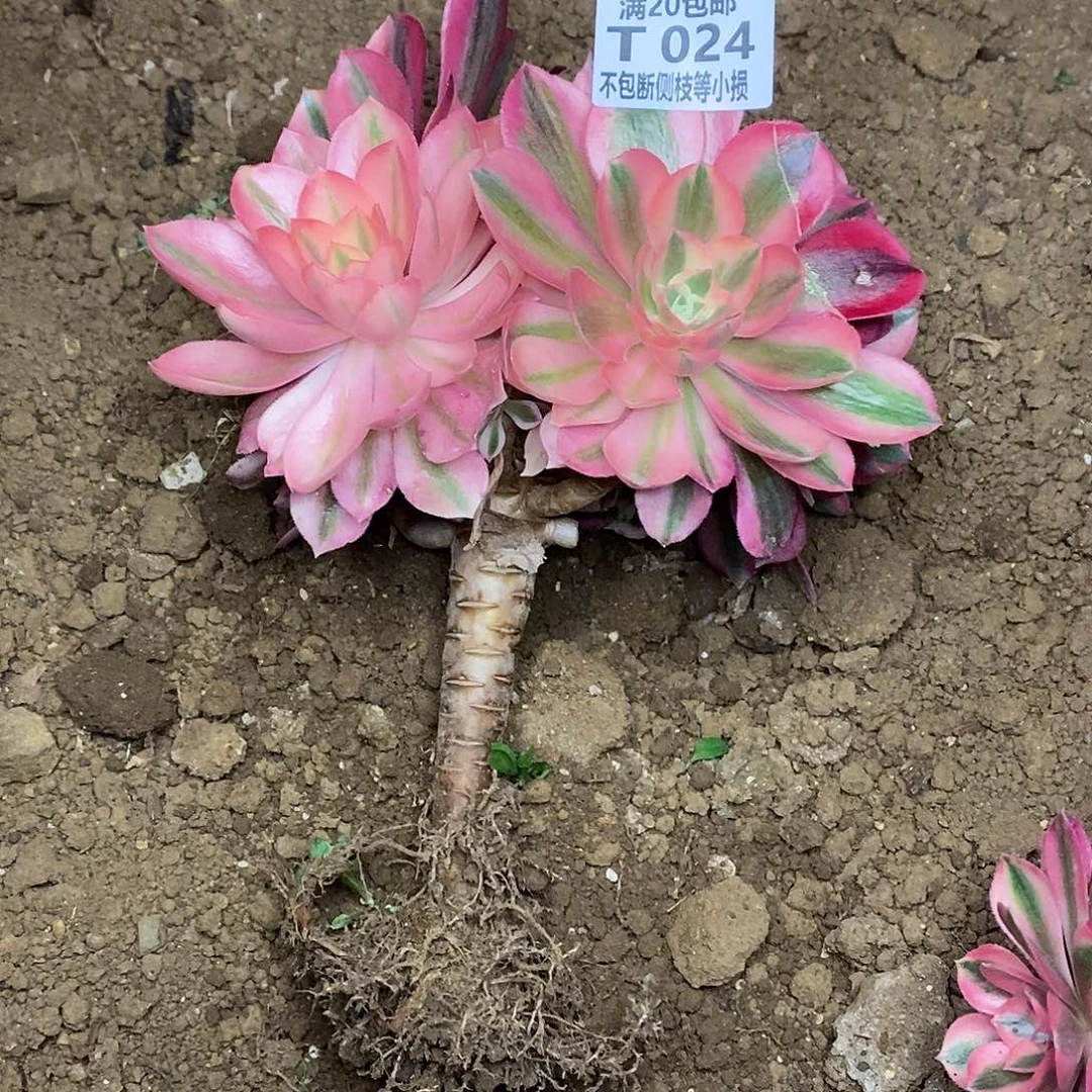 024女巫多肉法师锦