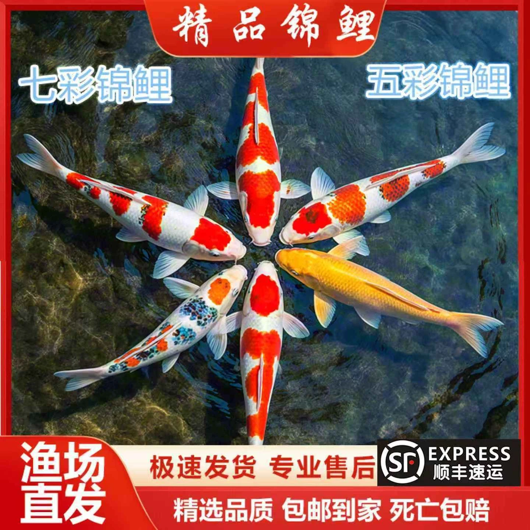 【14-17cm】红白1三色1共两条锦鲤观赏鱼好养耐活