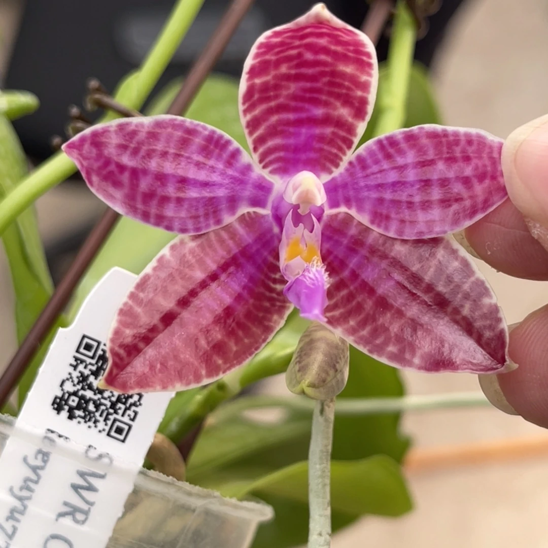 完全开放SWR红路德-666