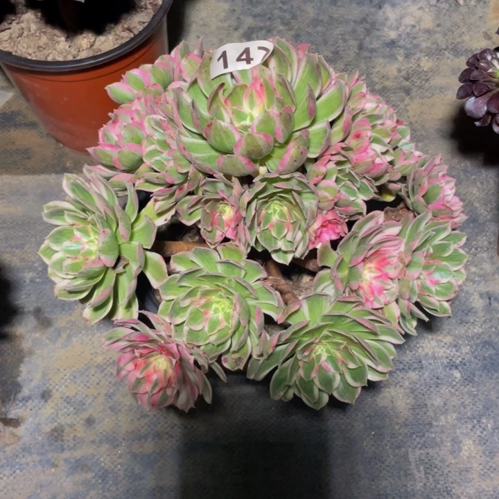 147老庄多肉法师孔雀翎