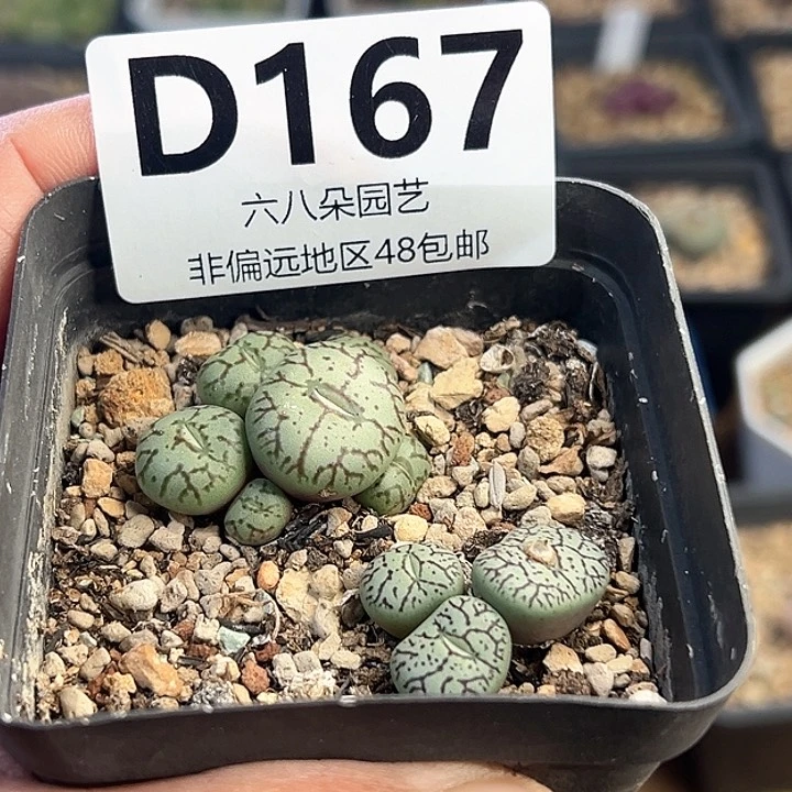 2颗杂交1111多肉