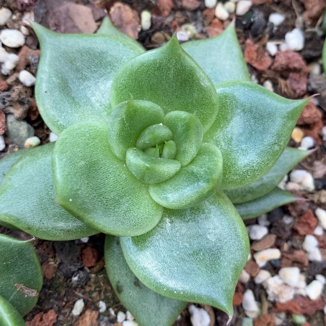 代***～无花朵东云系多肉植物