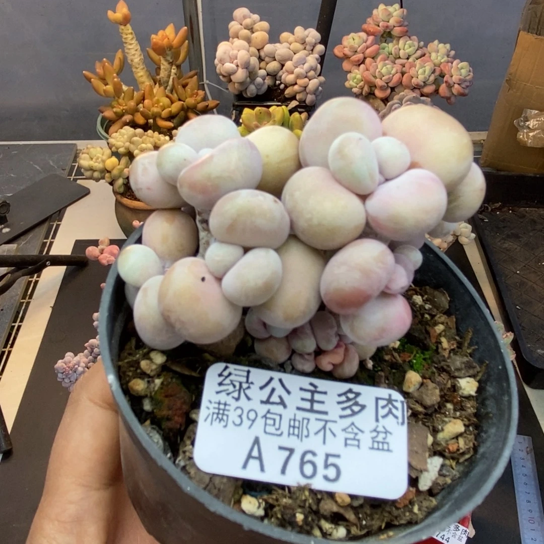 765腰子桃蛋多肉有砍