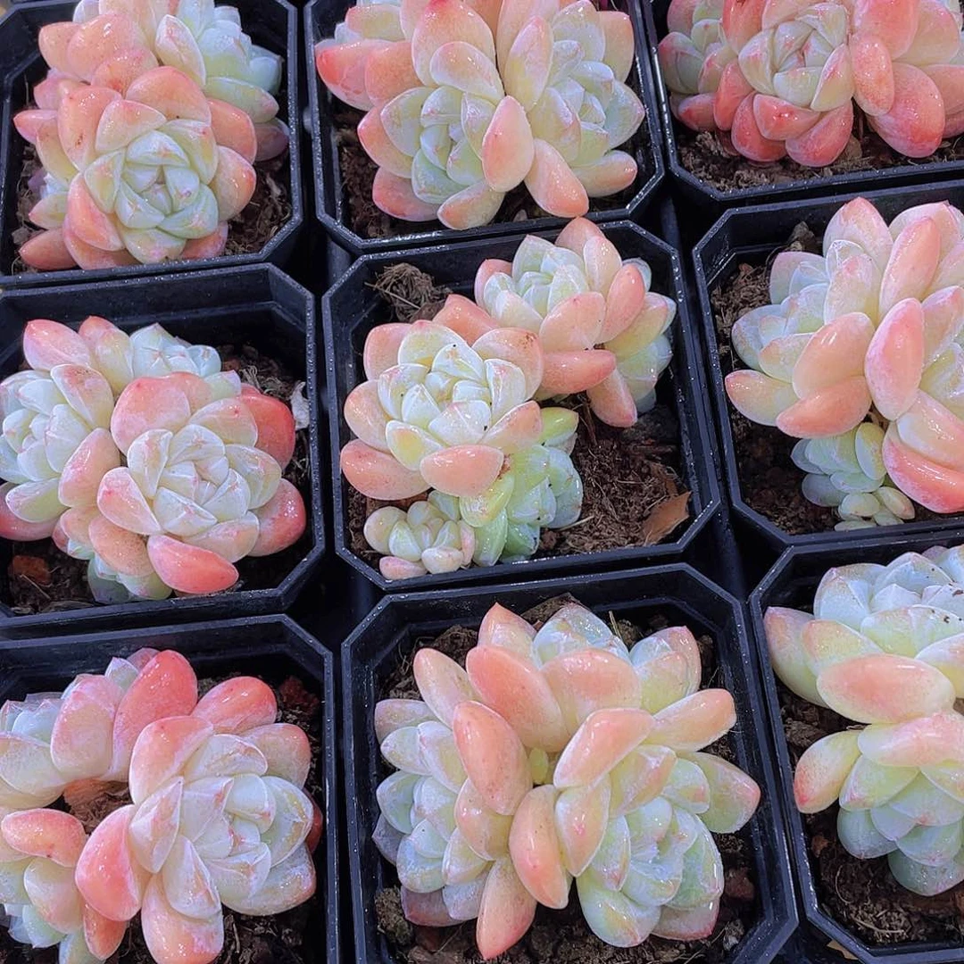 1246号 老桩果冻冰玉多头群一颗