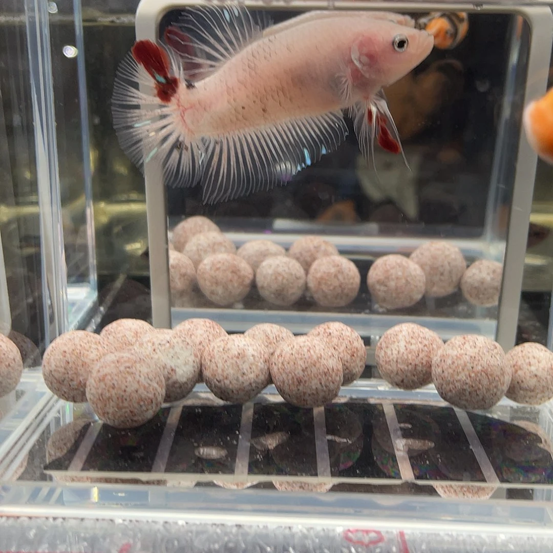 斗鱼12.27 巨斗将军 106