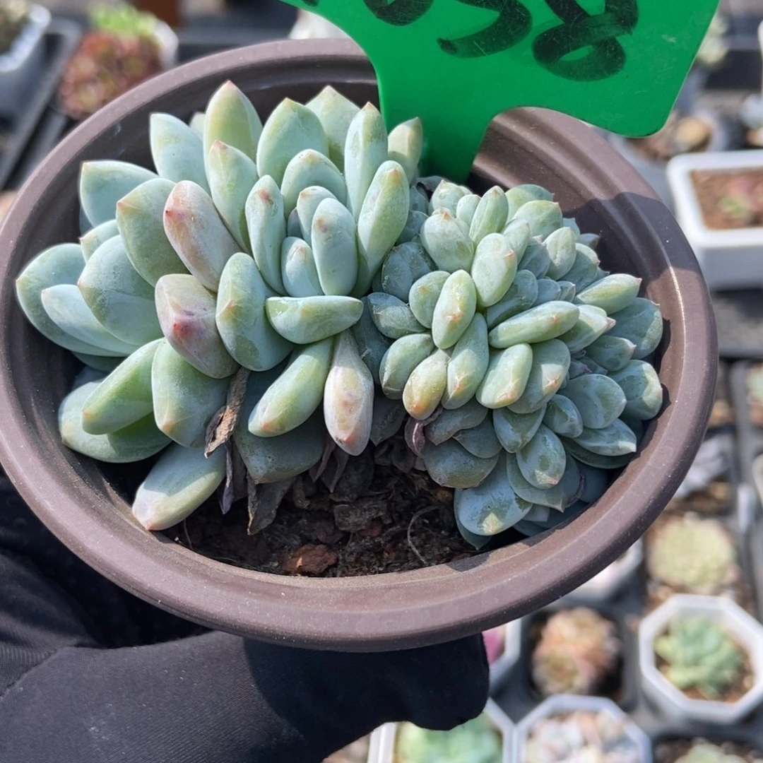 1038星影缀多肉植物保护