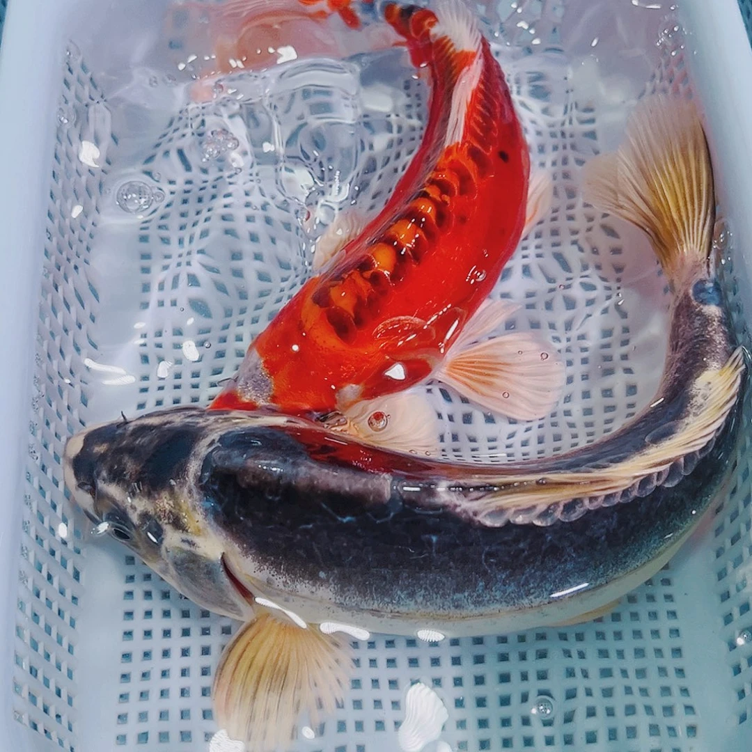 锦鲤锦鲤冷水鱼观赏123