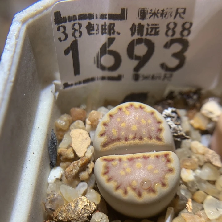 Sss精品生石花1693
