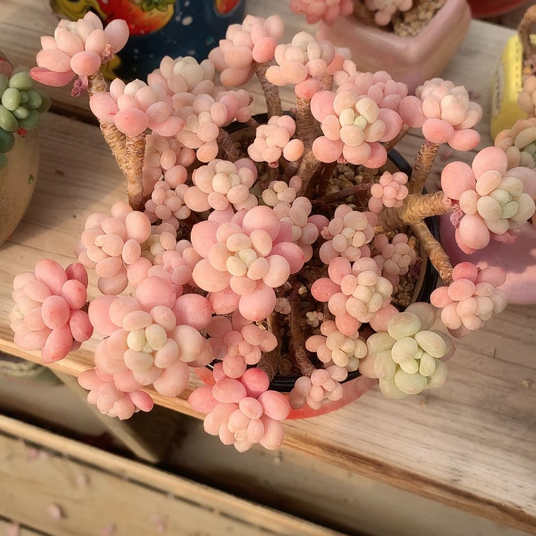 鱼子酱多肉一颗14厘米