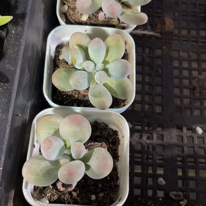 2.8的汤圆带盆土发货