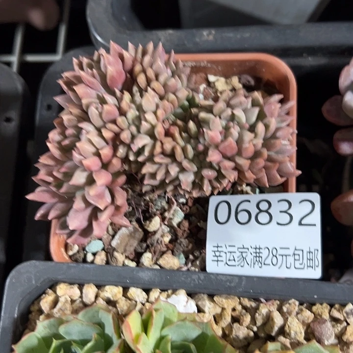 幸运儿是个好孩子啊我