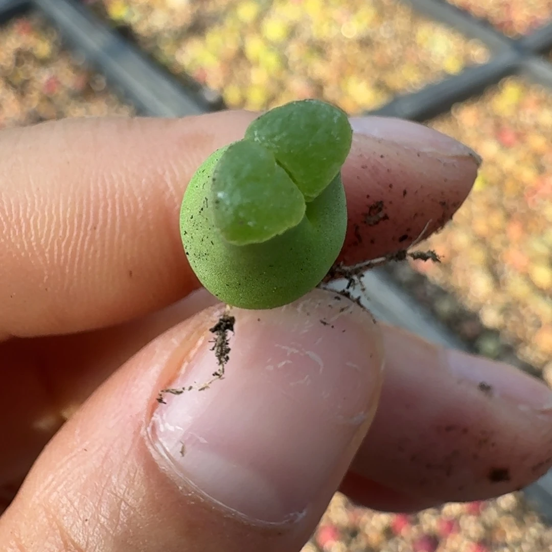 398大肚子佛肚哦一句了