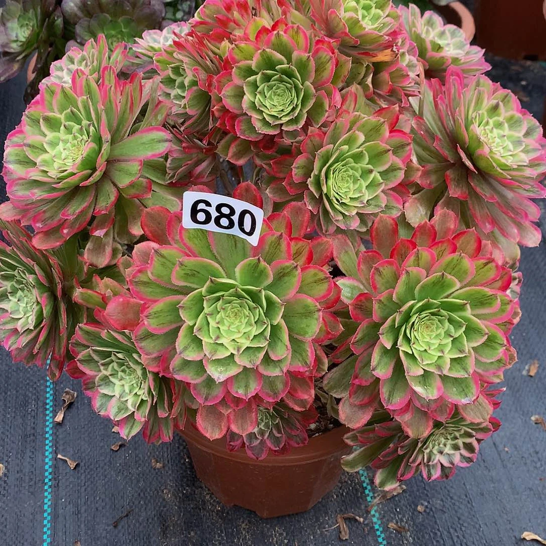 菊****）多肉糖衣炮弹680.00000