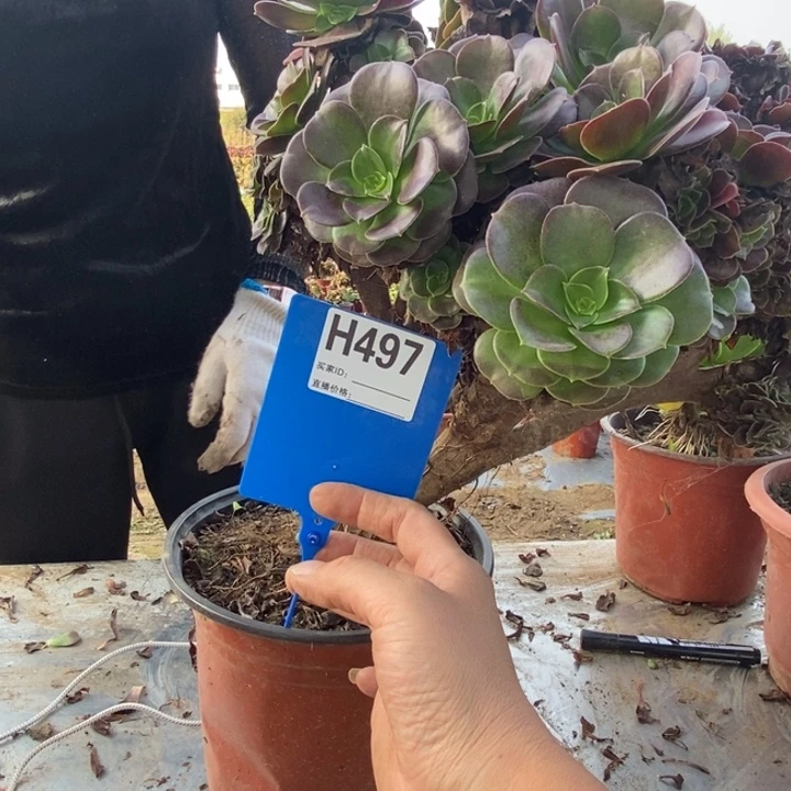 呵***贝497欧子缀化老桩老桩