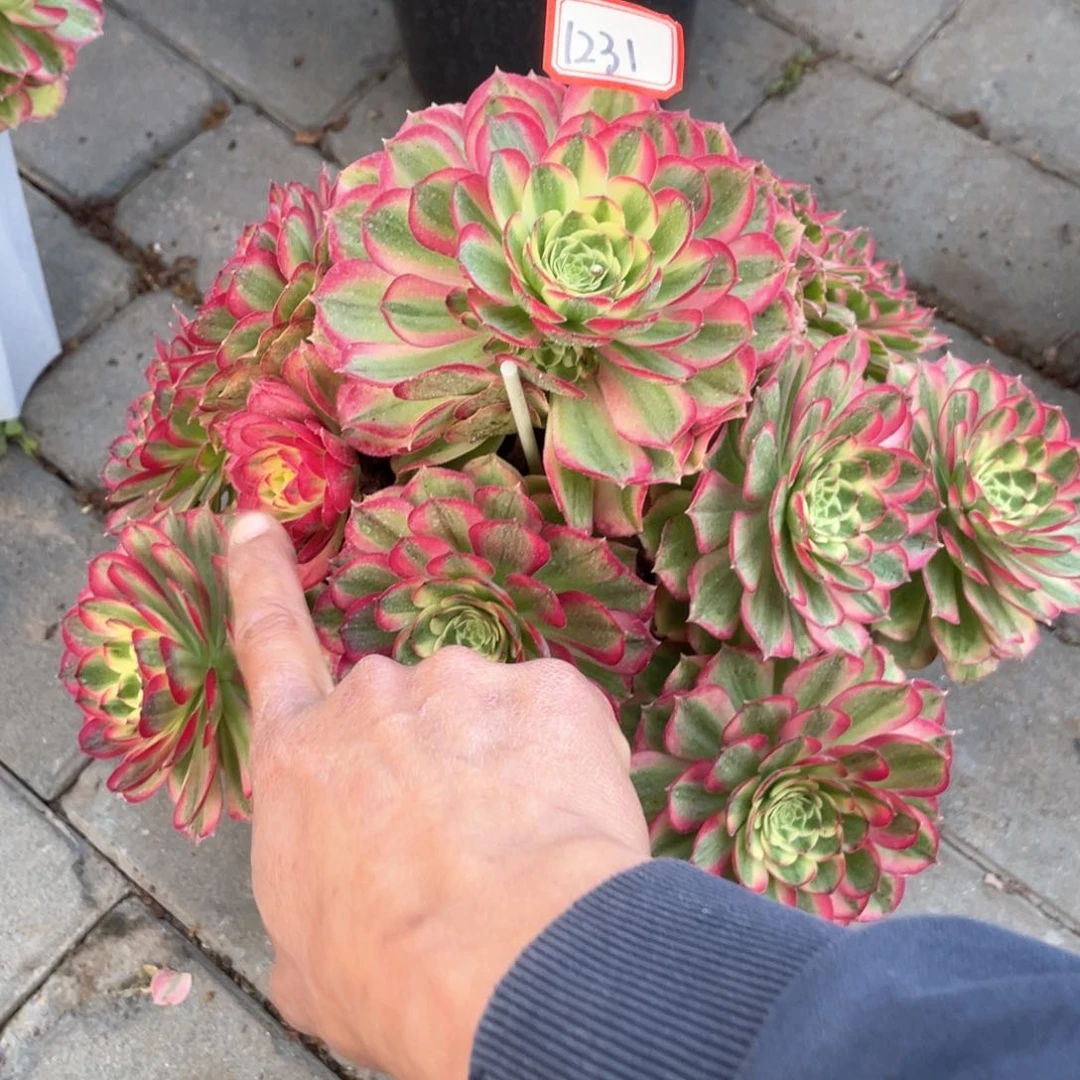 万圣节粉钻老桩手捧1231