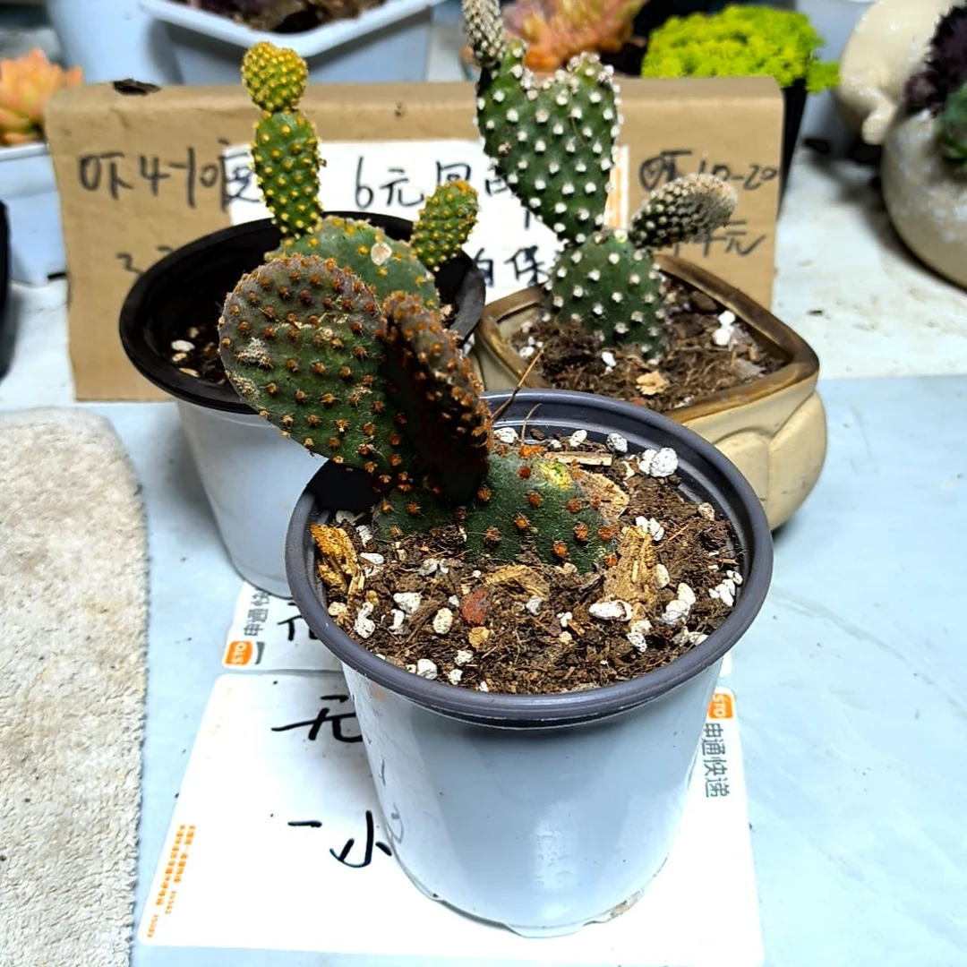 满6元包邮，三颗不同毛掌