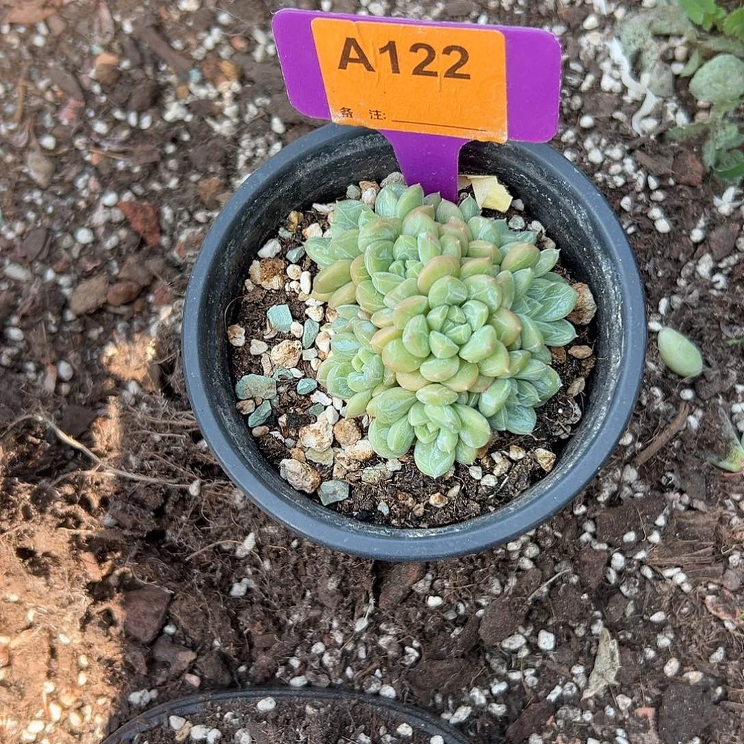 ༺***༻多肉植物一物一拍