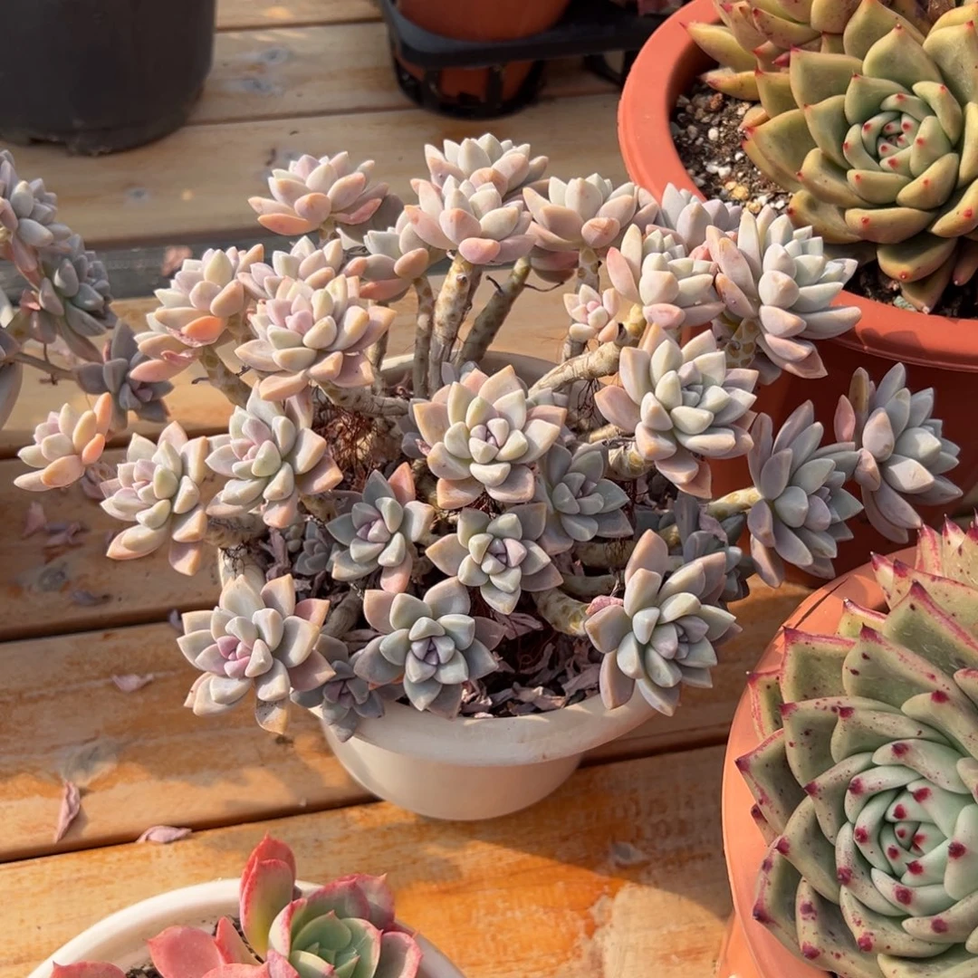 多肉淡雪朵朵【非偏远地区满18包邮】