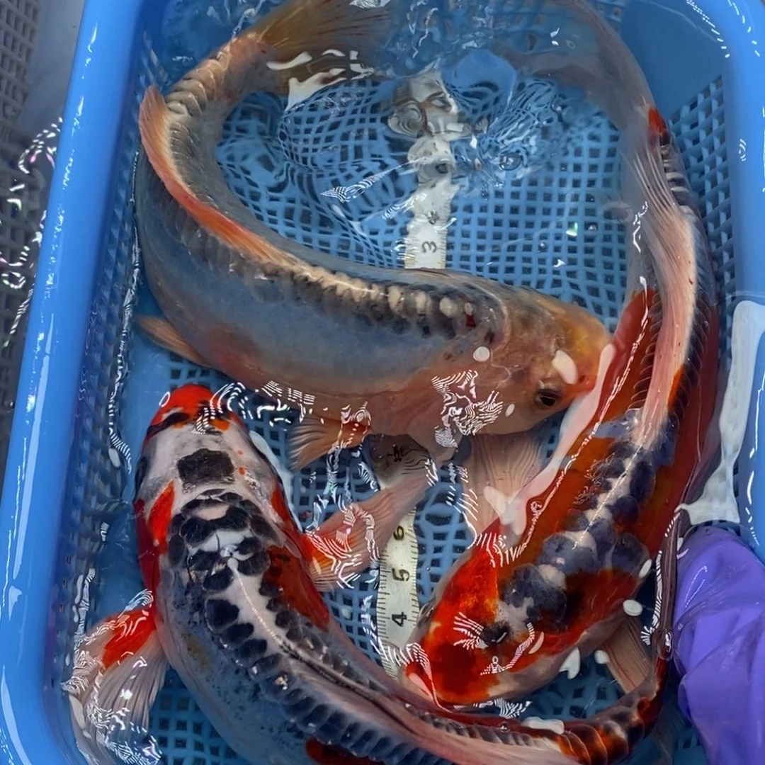 锦鲤冷水锦鲤包邮