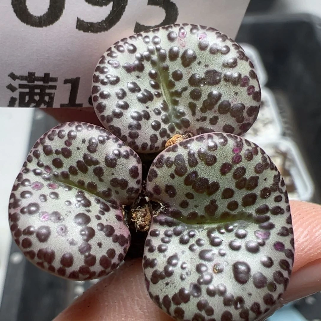 【闪购商品】693……
