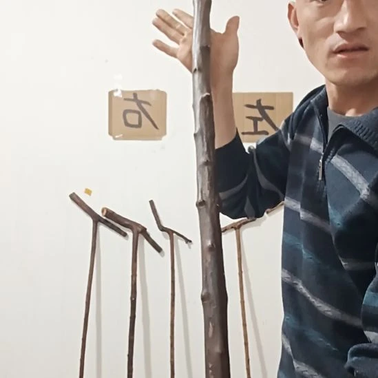 精品原木直播精品