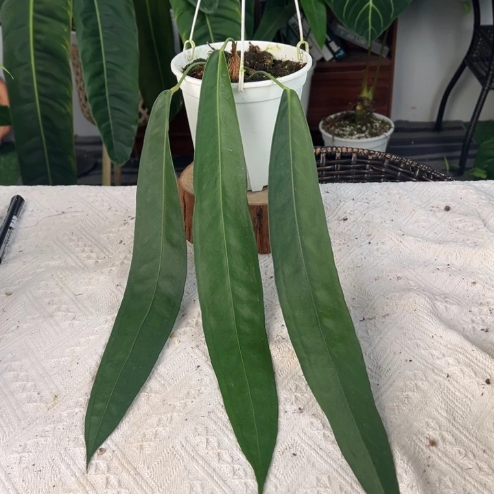 完全开放原桩进口温蒂